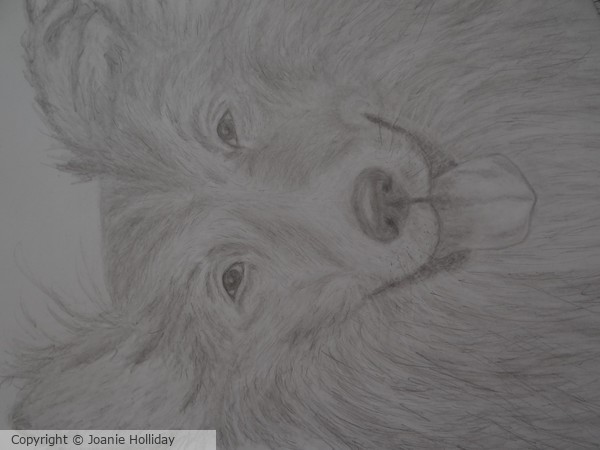 THE COLLIE - PENCIL