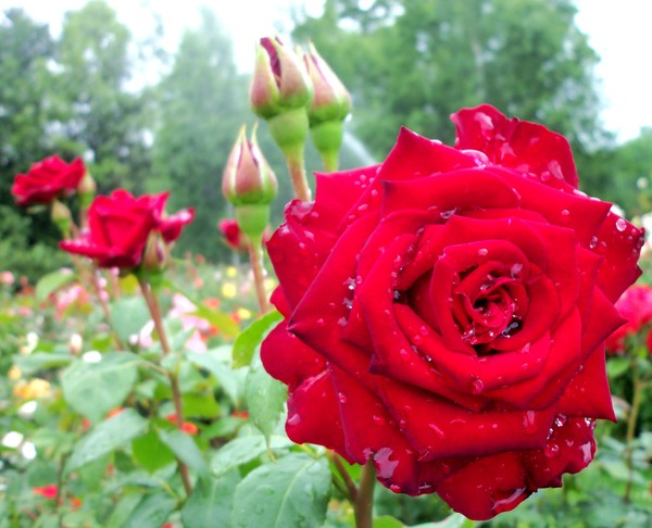 red roses in the rain