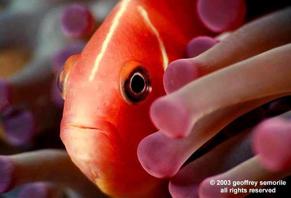 SKUNK CLOWN FISH