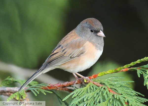 Another Junco Picture