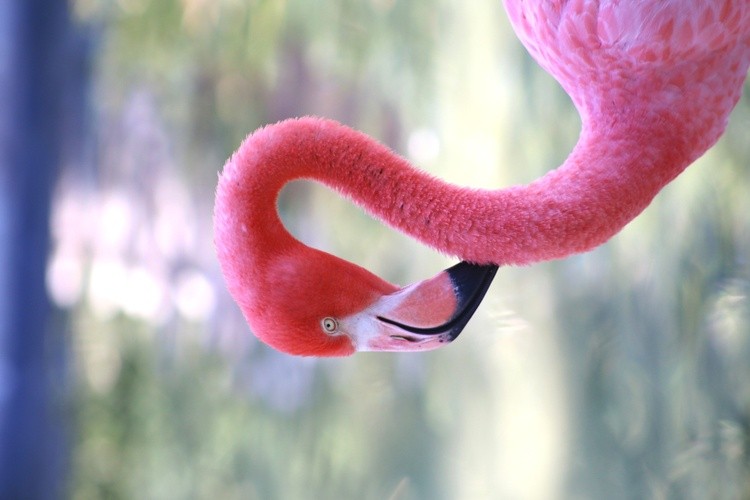 Karen Muro flamingo