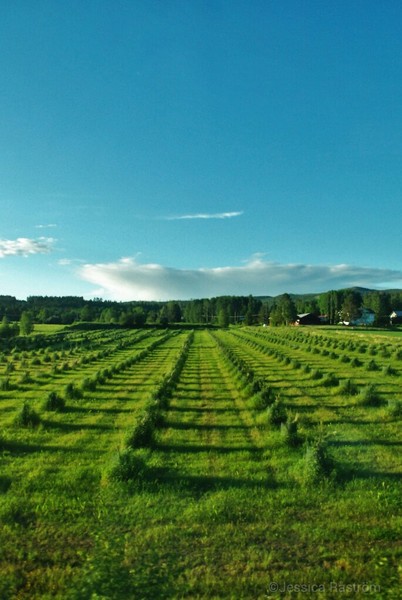 Summer in Sweden