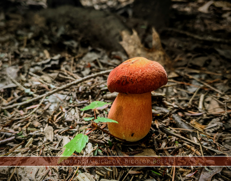 Bicolor Bolete - Baorangia Boletus