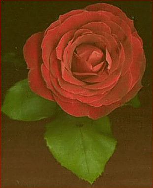 ...the last rose