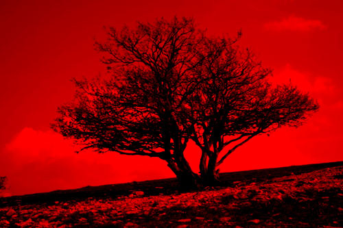 bloody tree