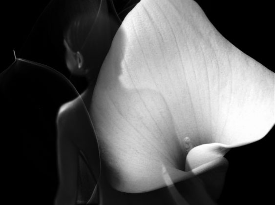 Calla lilly black and white