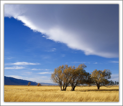 Trees in the Wind, Wyoming