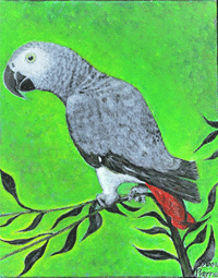 African Grey Red Tail