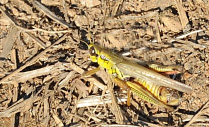 Green Grasshopper