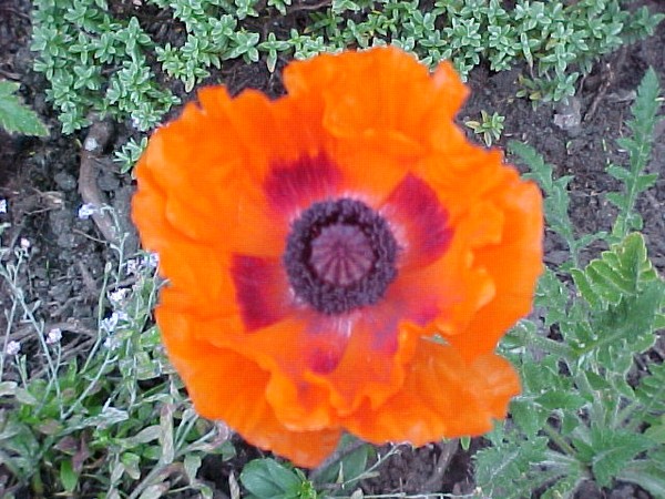 Poppy