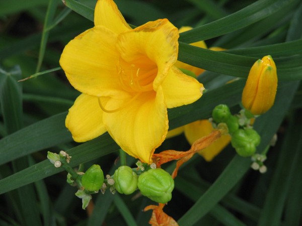 Yellow Daylily