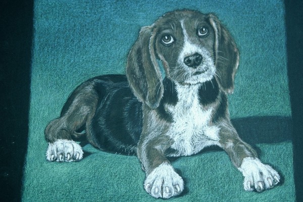 Beagle in Prismacolor Pencil