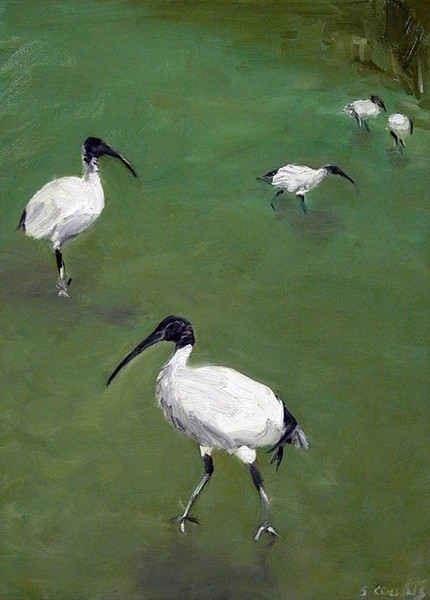 Centennial Park Ibis