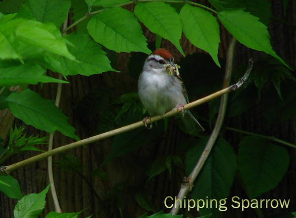 Adult Chipping Sparrow