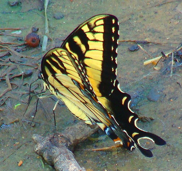 Swallowtail Butterfly view 7