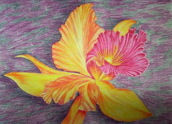 Hot Lilly (Orchid)