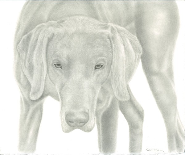 Graphite portrait of weimaraner dog