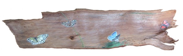 Butterfly's on log