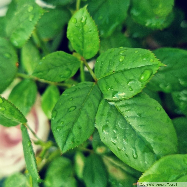 Droplets on rose leaves 