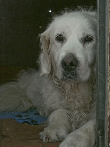 Market Dog