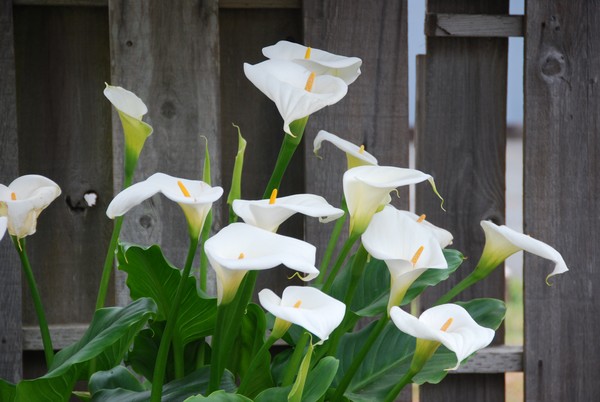 Calla Lily