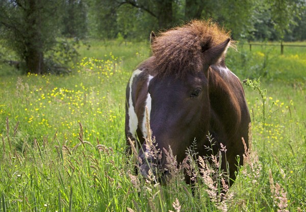 Icelandic Ponies 8 