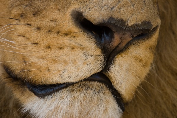Lion Nose