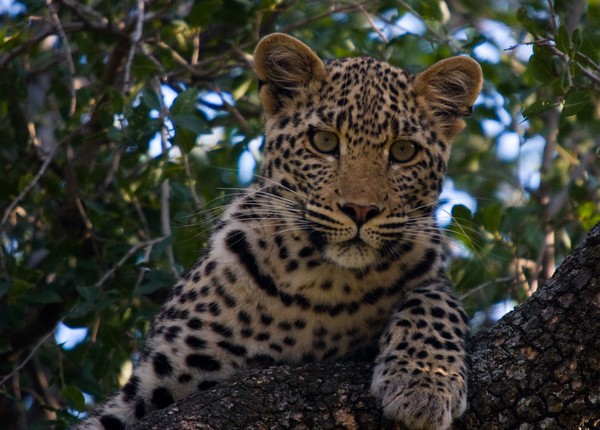 Leopard Cub in Tree
