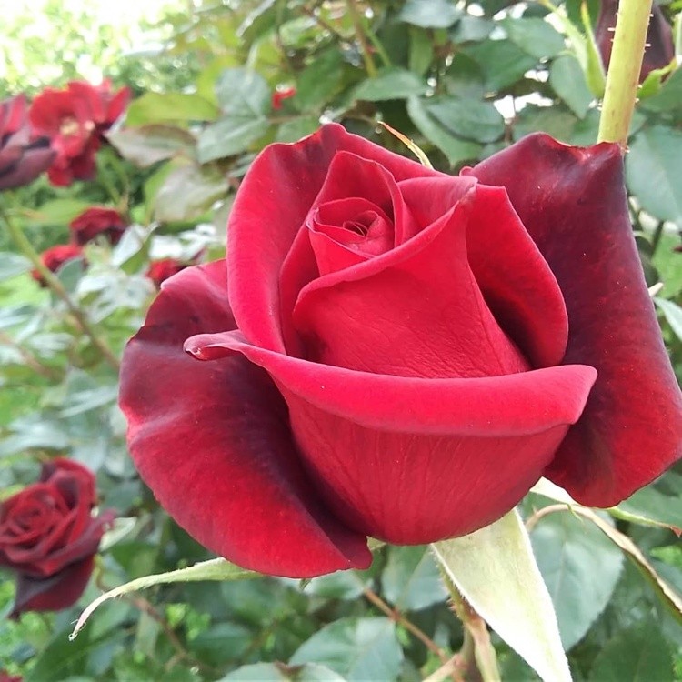 Red rose