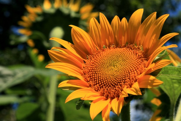 Golden Heritage Sunflower