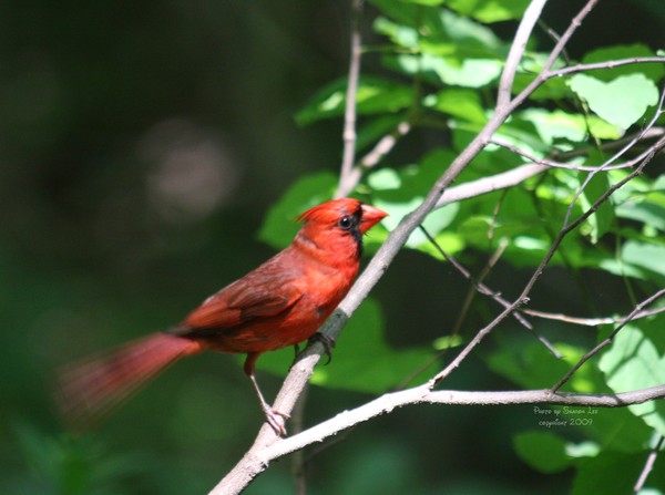 Cardinal in the Woods 3