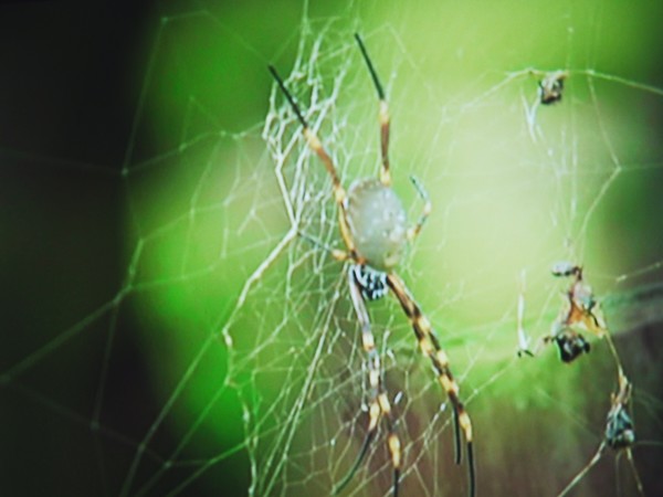 spiders in the  web 