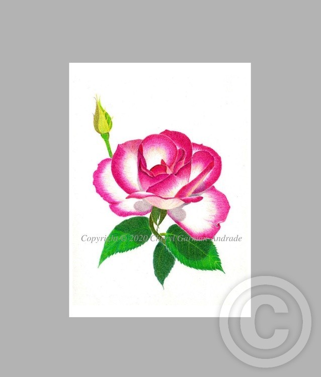 Cherry Parfait Rose Illustration