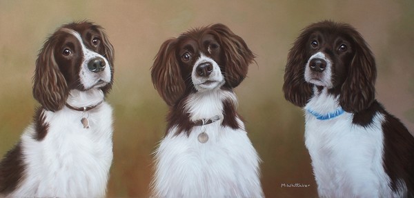 SPRINGER SPANIELS