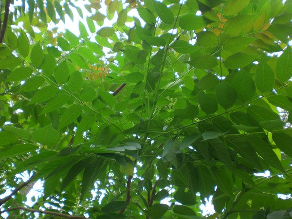 mimosa_tree