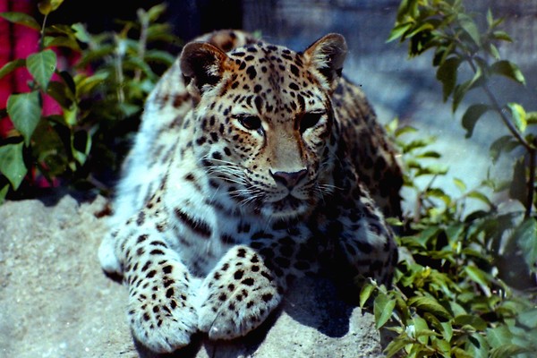 Leopard in the Shade
