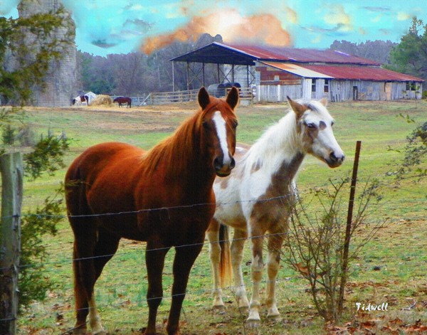 Two Horses at Dawn