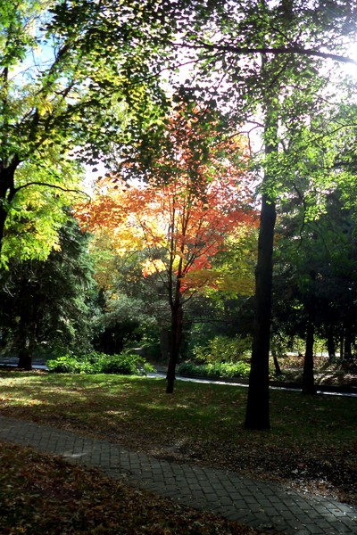Fall In My Favourite Park
