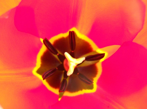 Eye of a Tulip 