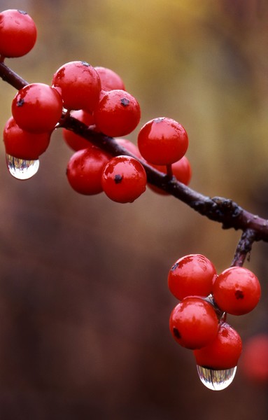 Red Berries and Droplets