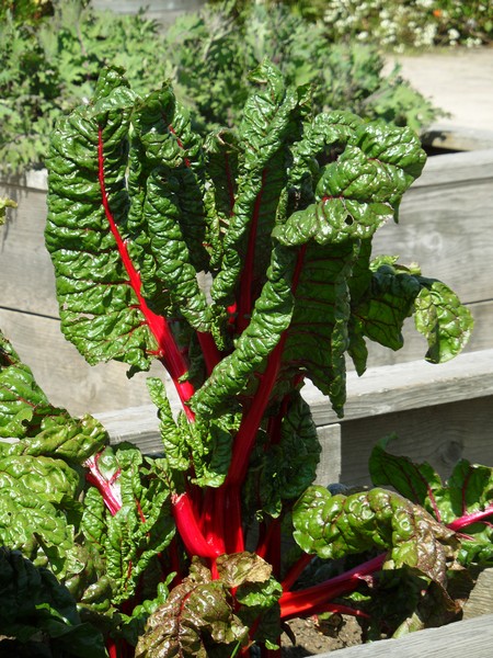 Wonderful Chard