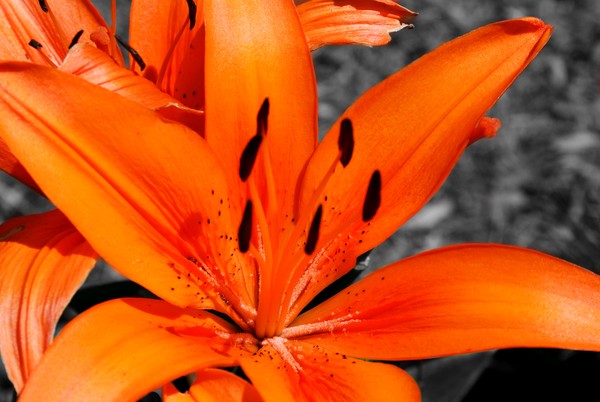 Tiger Lilly (close up)