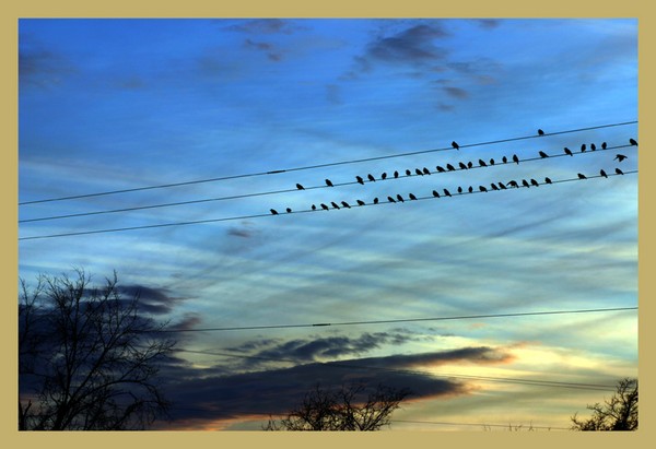 sitting birds in the sunset