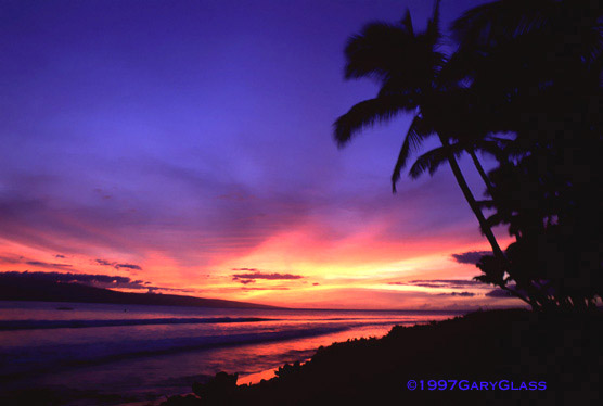 Maui Dreams