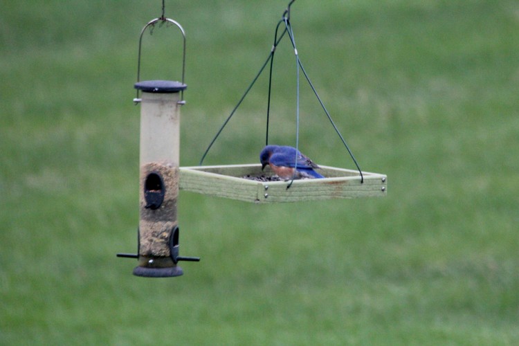 Male Bluebird with Mealworm