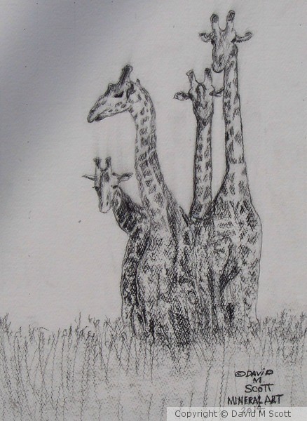 100 0602 Afracian Giraffe family