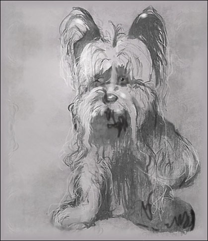 ...Gwen the Yorkie (quick sketch)