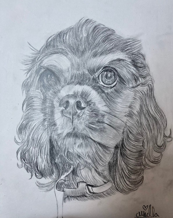 Pencil Drawing of Phoebe