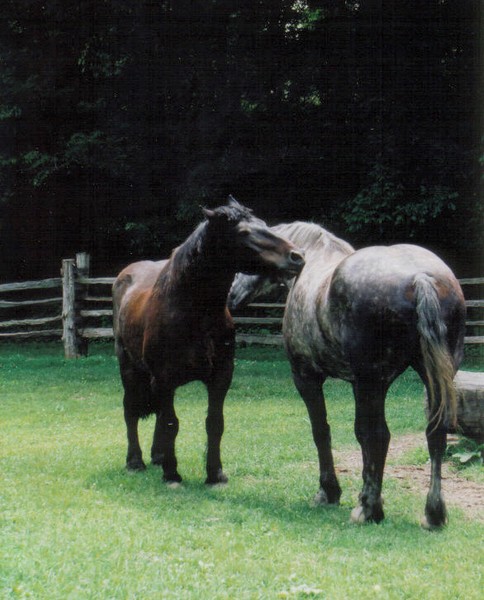 Horses at Homeplace
