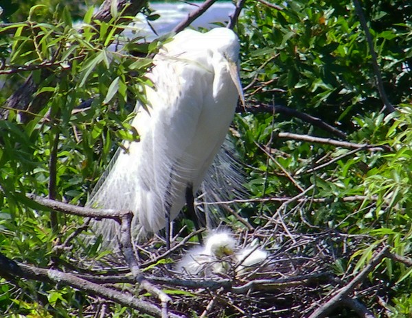 Great Egret and Babies